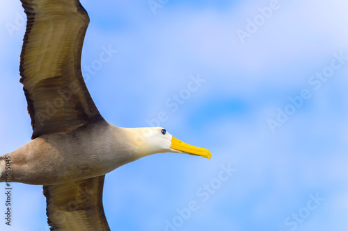 Waved albatross flying in Galapagos photo