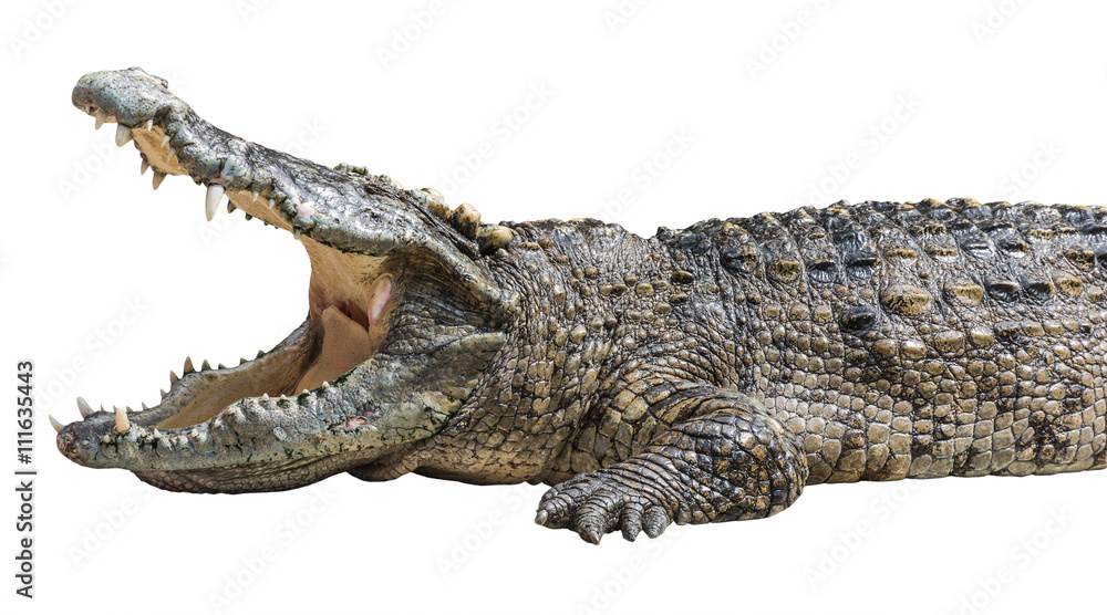 Fototapeta premium Krokodyl otwarte usta na białym tle ze ścieżką przycinającą