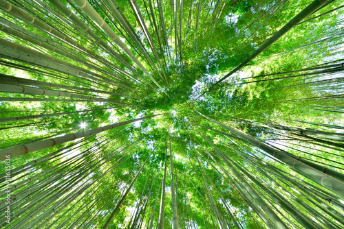 新緑が美しい古都鎌倉の竹林 