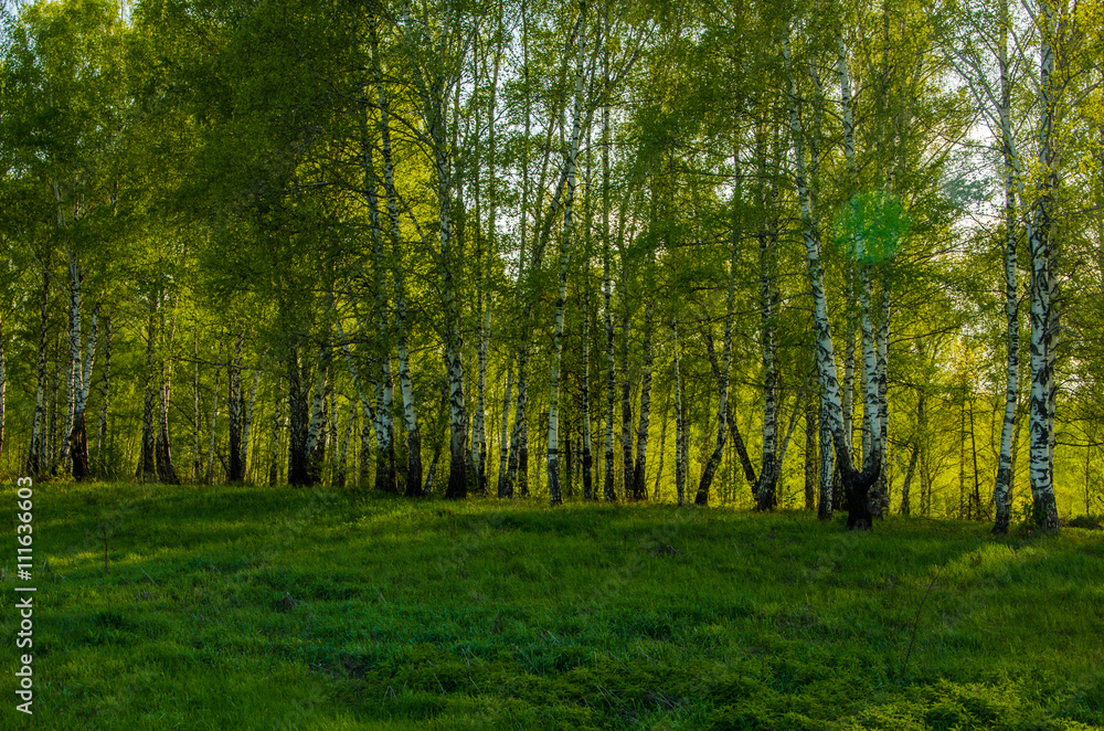 Fototapeta premium Birch covered with green foliage