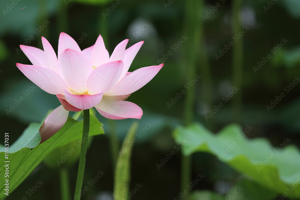 beautiful pink lotus flower blooming in pond..