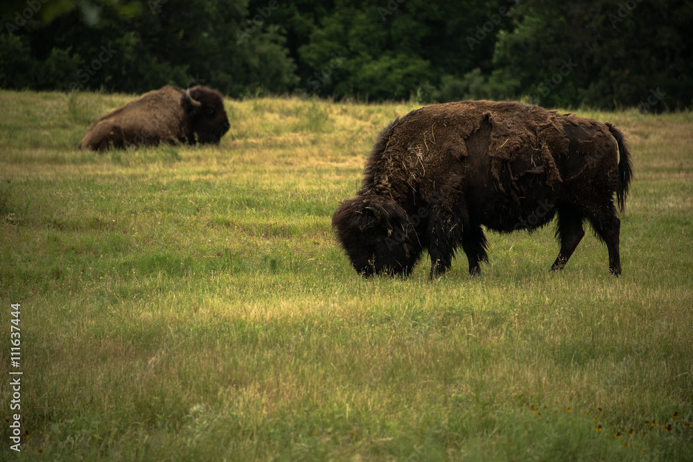Buffalo bison grazing in grasslands. Buffalo bison grazing in grasslands.