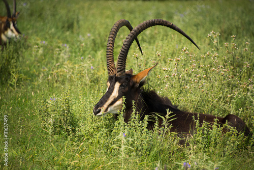 Sable antelope black male of Africa lying in grasslands