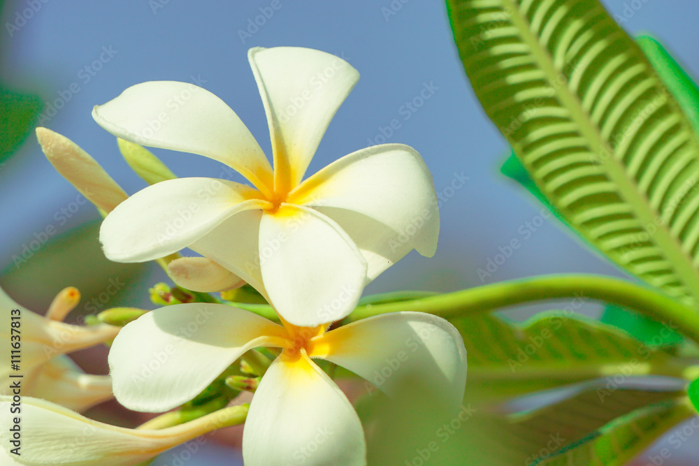 Obraz premium close up plumeria flower.vintage tone