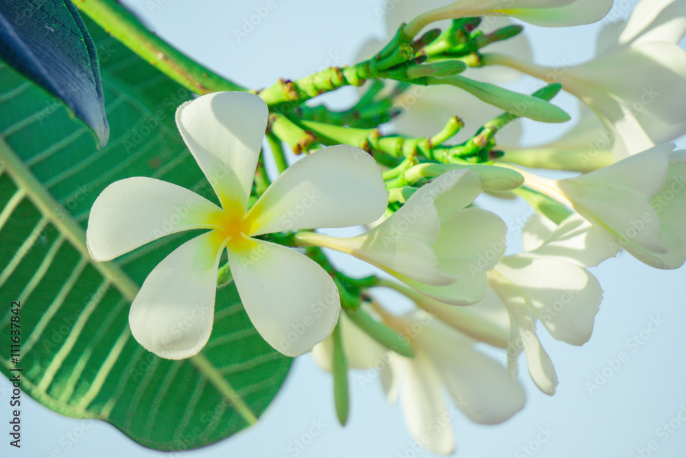 Fototapeta premium close up plumeria flower