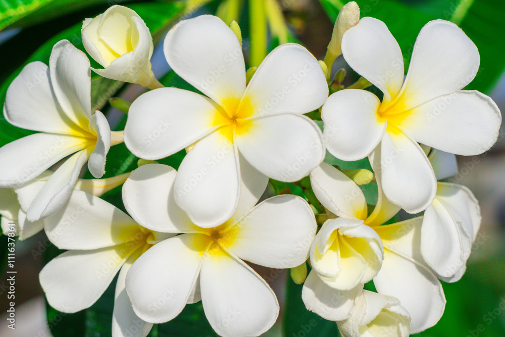 close up plumeria flower close up plumeria flower