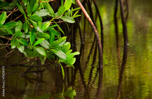 Red Mangroves in calm water