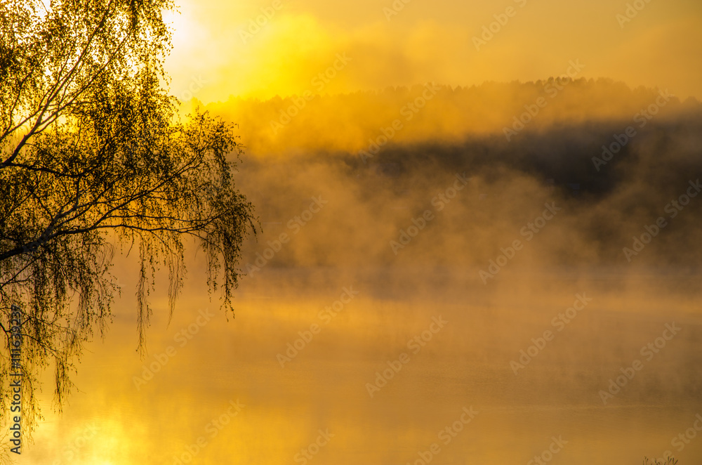 Fototapeta premium morning fog. around the lake grow birch .