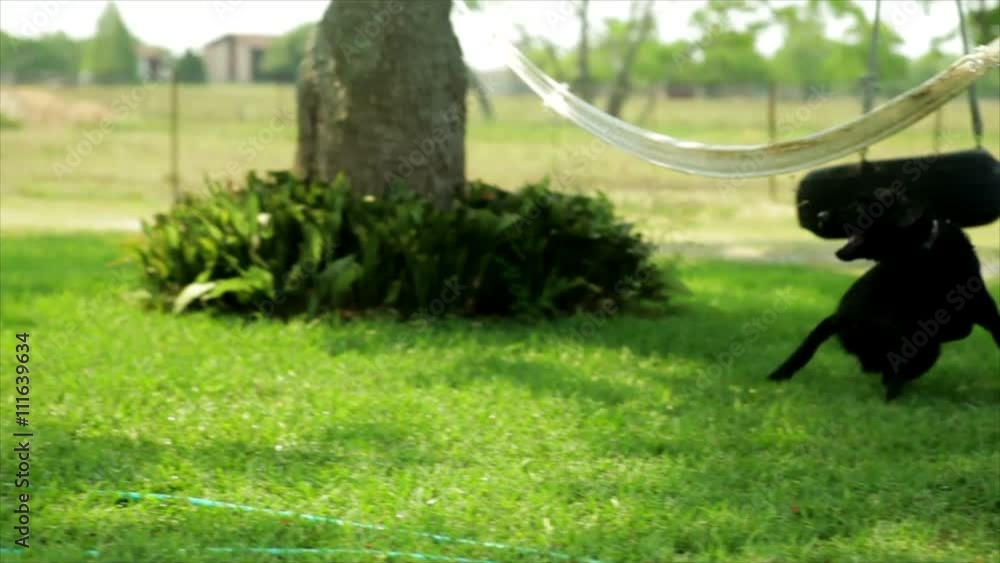 A pretty girl outside in the yard playfully spraying her dog with refreshing water from a garden hose on a hot Summer day. A pretty girl outside in the yard playfully spraying her dog with refreshing water from a garden hose on a hot Summer day.