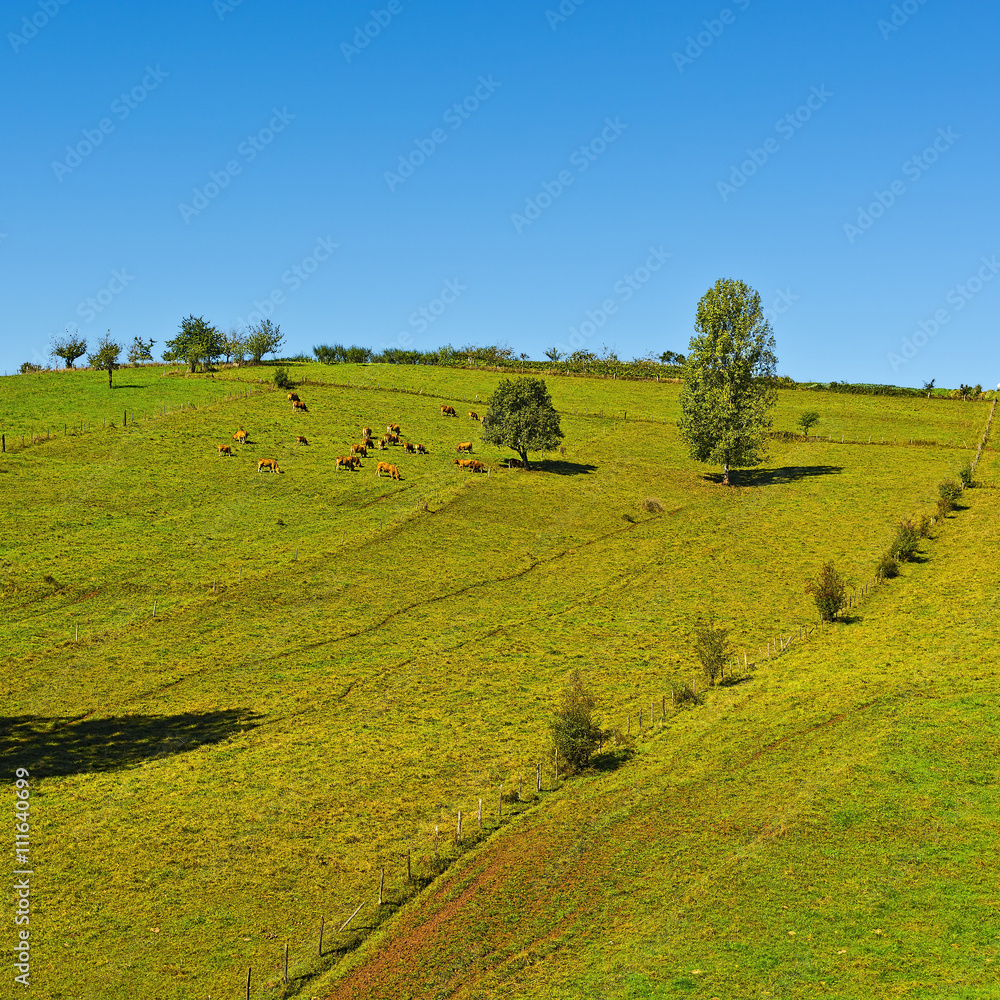 Fototapeta premium Grazing Cows