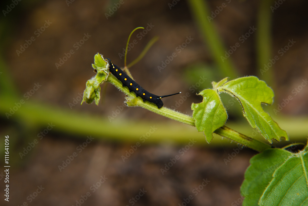 caterpillar worm on leaf in the garden