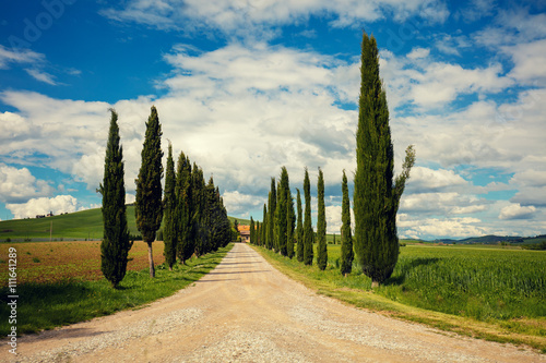 Cypress alley in Tuscany, Italy photo