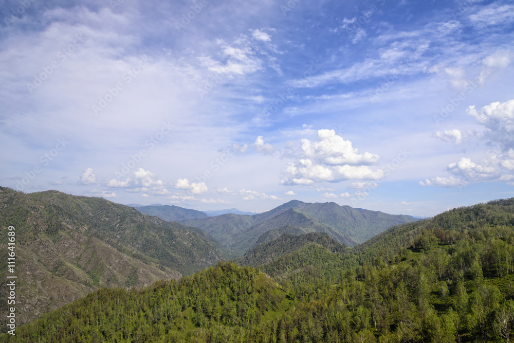 Summer Landscape: Mountains Covered by Trees and Blue Sky with White Clouds