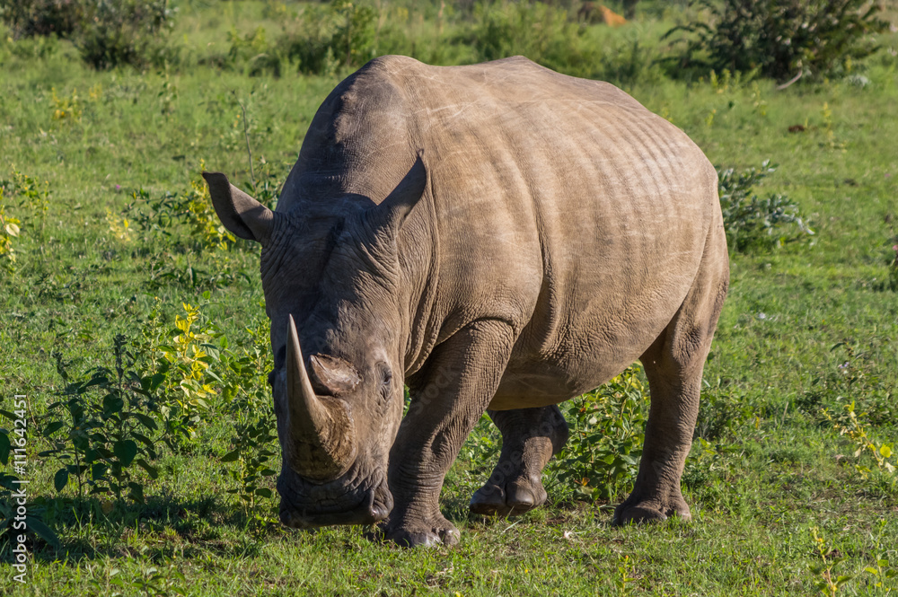 Obraz premium Rhinoceros grazing in the Weldgevonden Game Reserve in South Africa