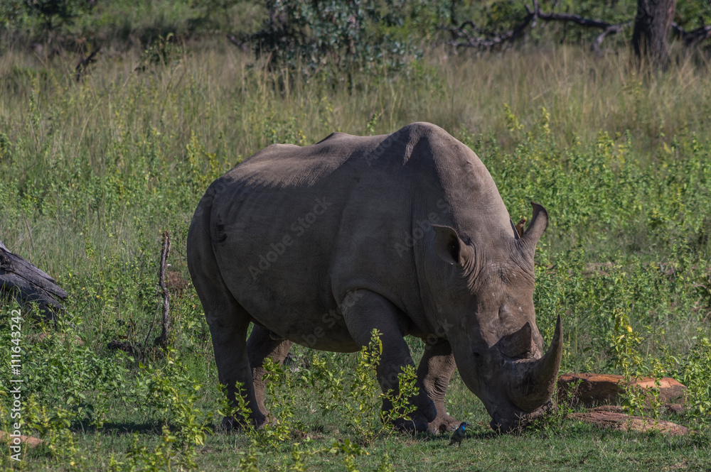 Southern White Rhinoceros grazing in the Weldgevonden Game Reserve in South Africa Southern White Rhinoceros grazing in the Weldgevonden Game Reserve in South Africa