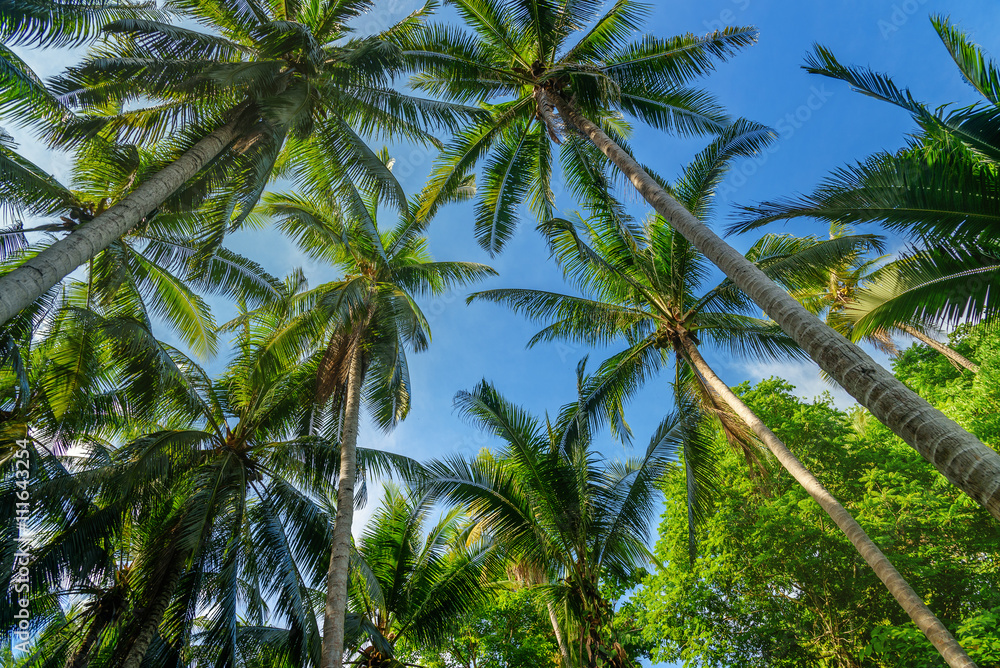 Palm trees in tropical forest