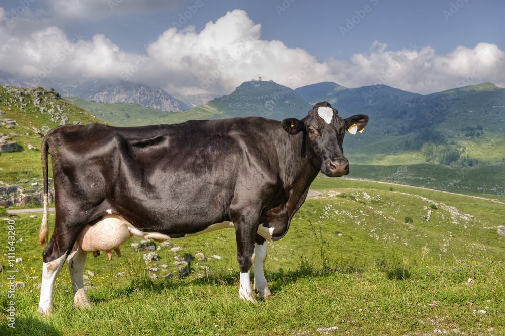 Portrait of a Friesian cow in the sunny Alps.