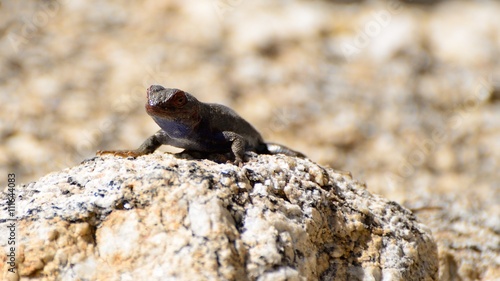 Lizard Sitting on a Rock