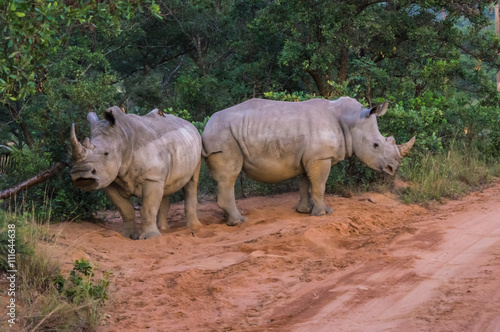 Southern White Rhinoceros sleeping in the Weldgevonden Game Reserve in South Africa