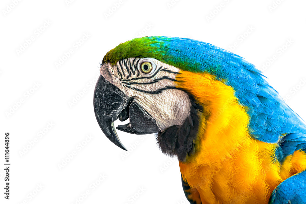 Obraz premium Ara papuga na białym tle.