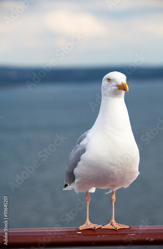 sea gull on the railing of a cruise ship 