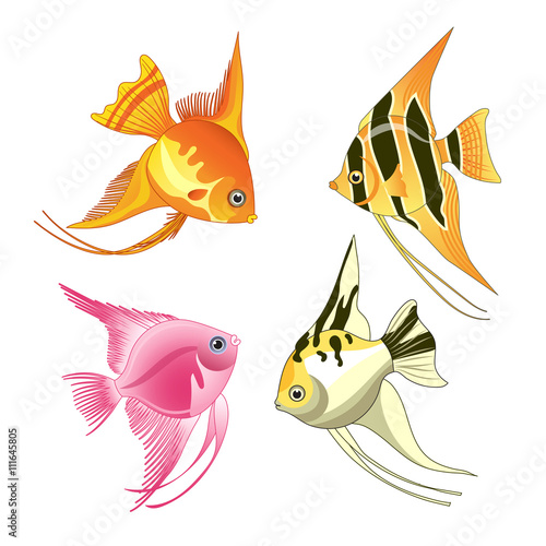 angelfish fish