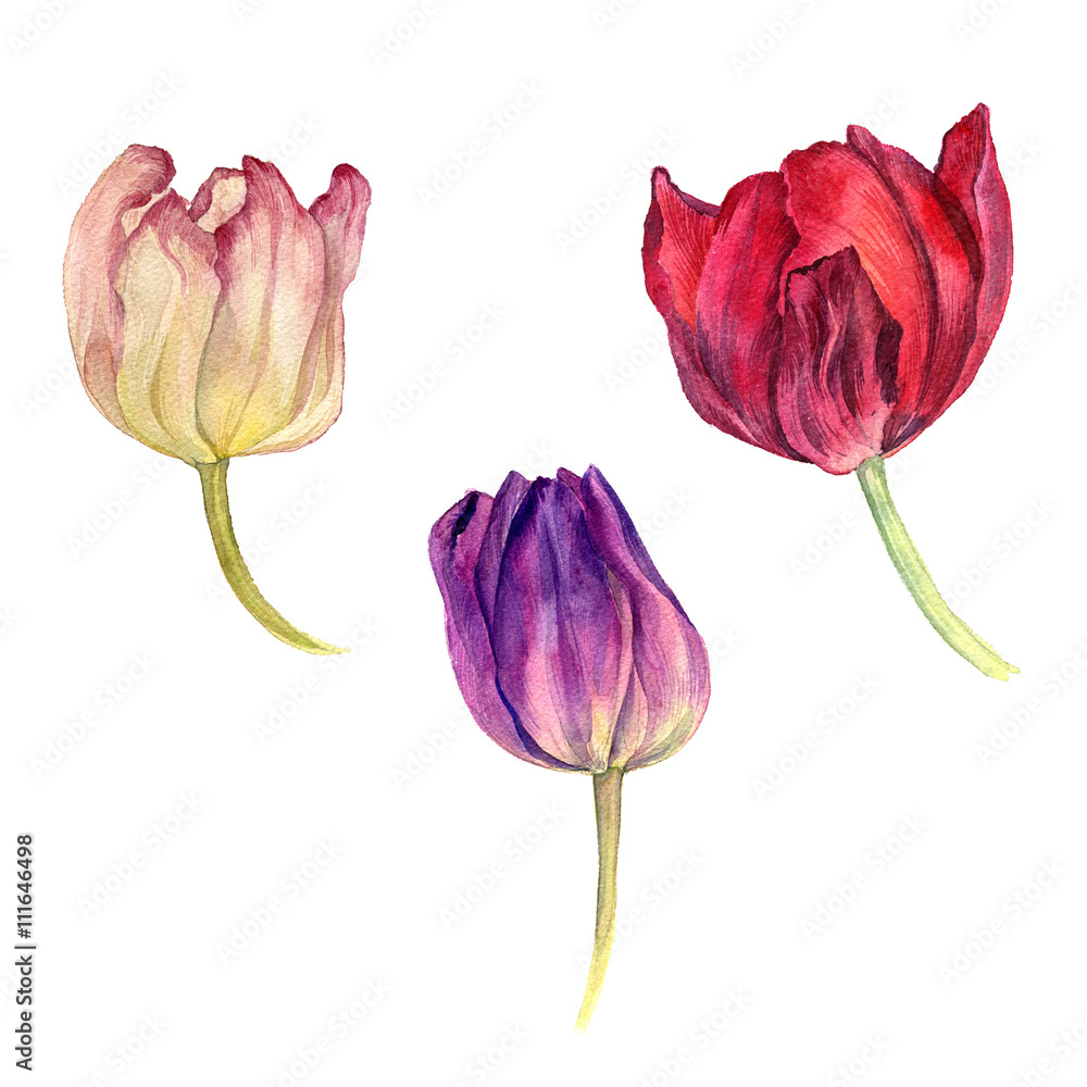 set of watercolor tulips set of watercolor tulips