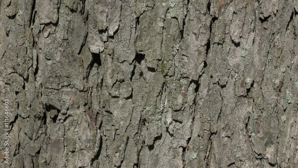 Tree bark sunny day autumn background 4K 2160p UHD footage - Bark close-up panning 4K 3840X2160 UHD video Tree bark sunny day autumn background 4K 2160p UHD footage - Bark close-up panning 4K 3840X2160 UHD video
