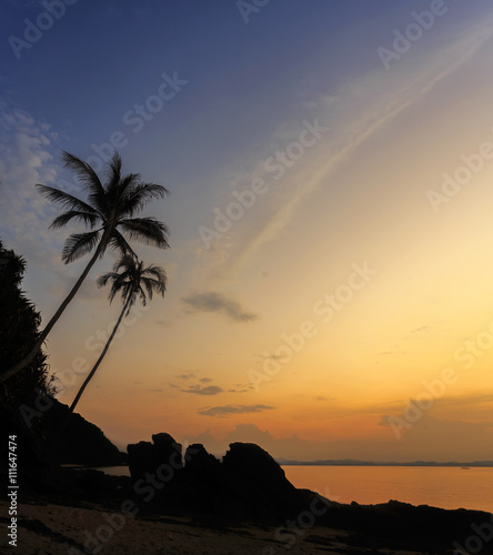 Coconut tree silhouette at the sunset