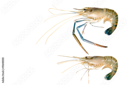 Fresh gulf  shrimp