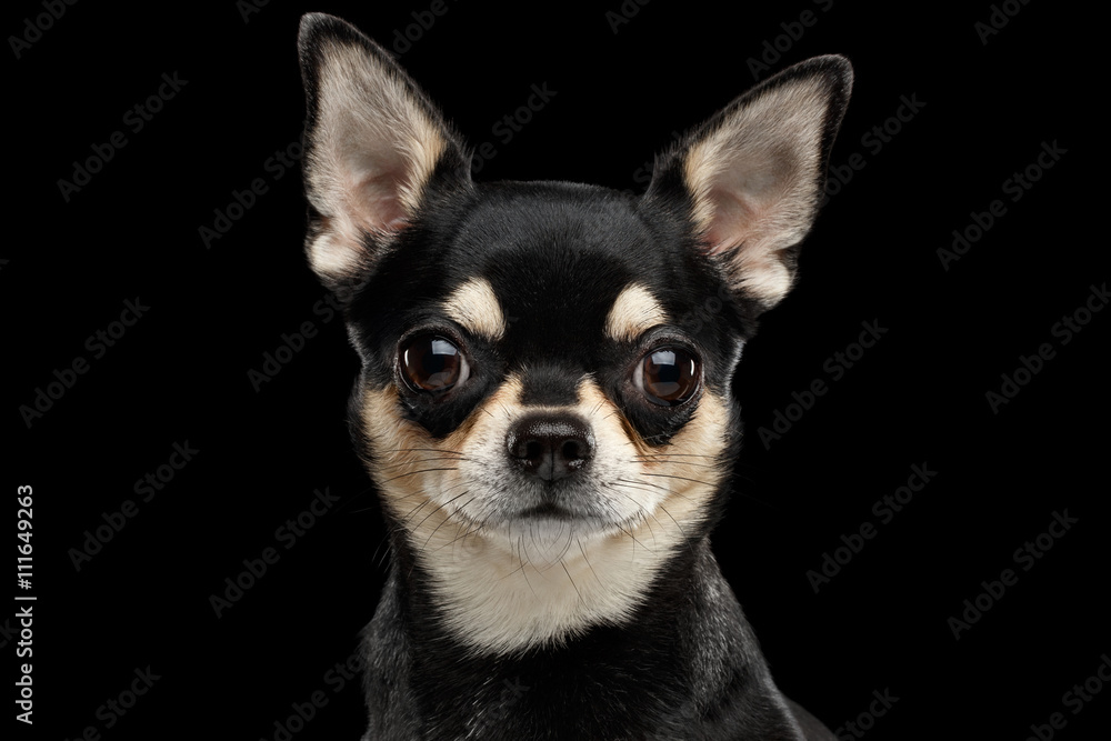 Closeup Portrait of Gorgeous Chihuahua Dog Looking in Camera on Black Isolated Background