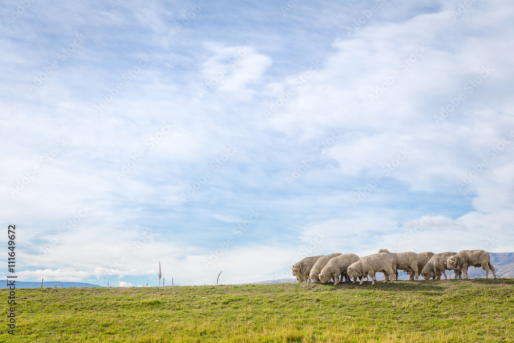 Fototapeta premium sheep on hill under blue sky