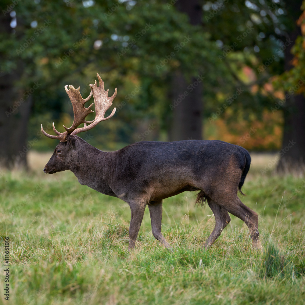 Close-up fallow deer standing in autumn wood Close-up fallow deer standing in autumn wood