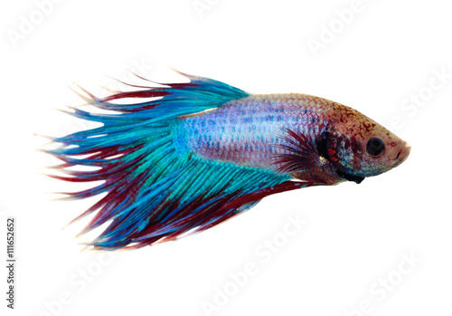 fighting fish isolated on white background