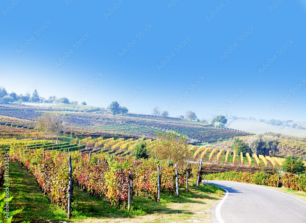 Vineyard, grape harvest in Italy, Piedmont. Vineyard, grape harvest in Italy, Piedmont.