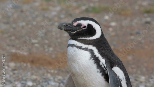 A close up of a Magellanic penguin at Magdalena Island in Chile