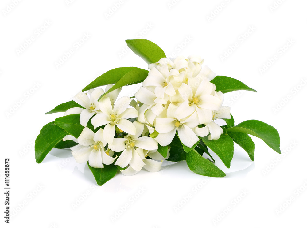 Andaman satinwood isolated on white background