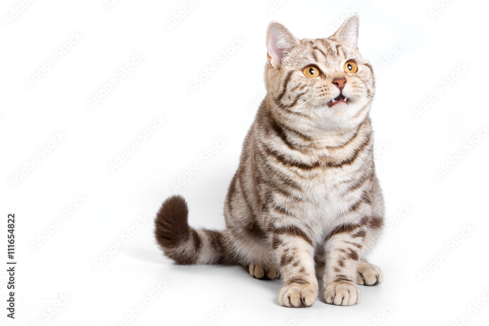 Striped red british cat (isolated on white)