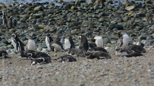 A group of Magellanic penguin on the beach at Magdalena Island in Chile