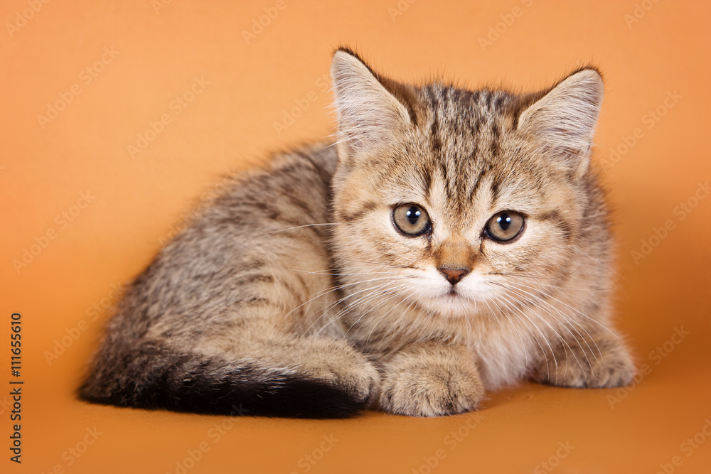 Tabby kitten on an orange background Tabby kitten on an orange background