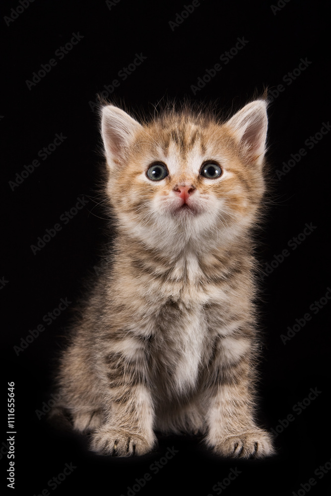 Touching ginger kitten on a black background Touching ginger kitten on a black background