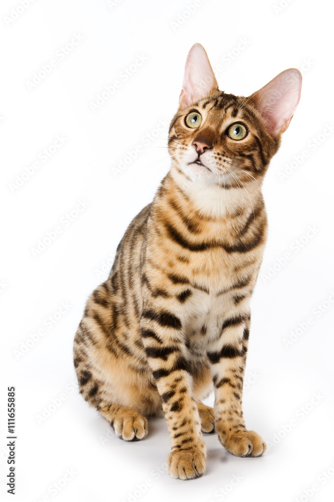 Striped red cat Bengal looking up (isolated on white)