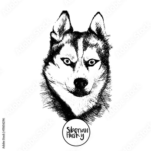 Vector close up portrait of siberian husky. Hand drawn domestic pet dog illustration. Isolated on  white background.