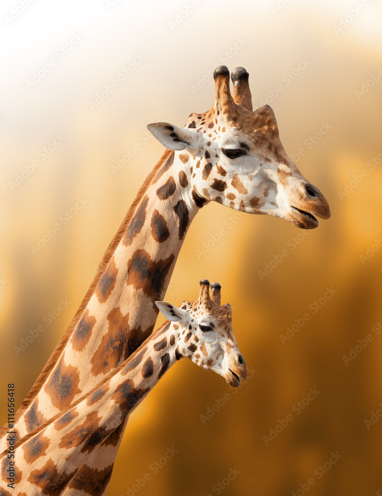 Fototapeta premium Żyrafa matki i dziecka na naturalnym tle