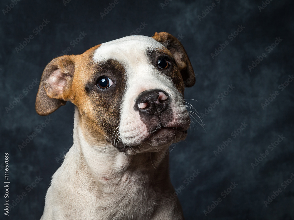 American Bull Dog Puppy American Bull Dog Puppy