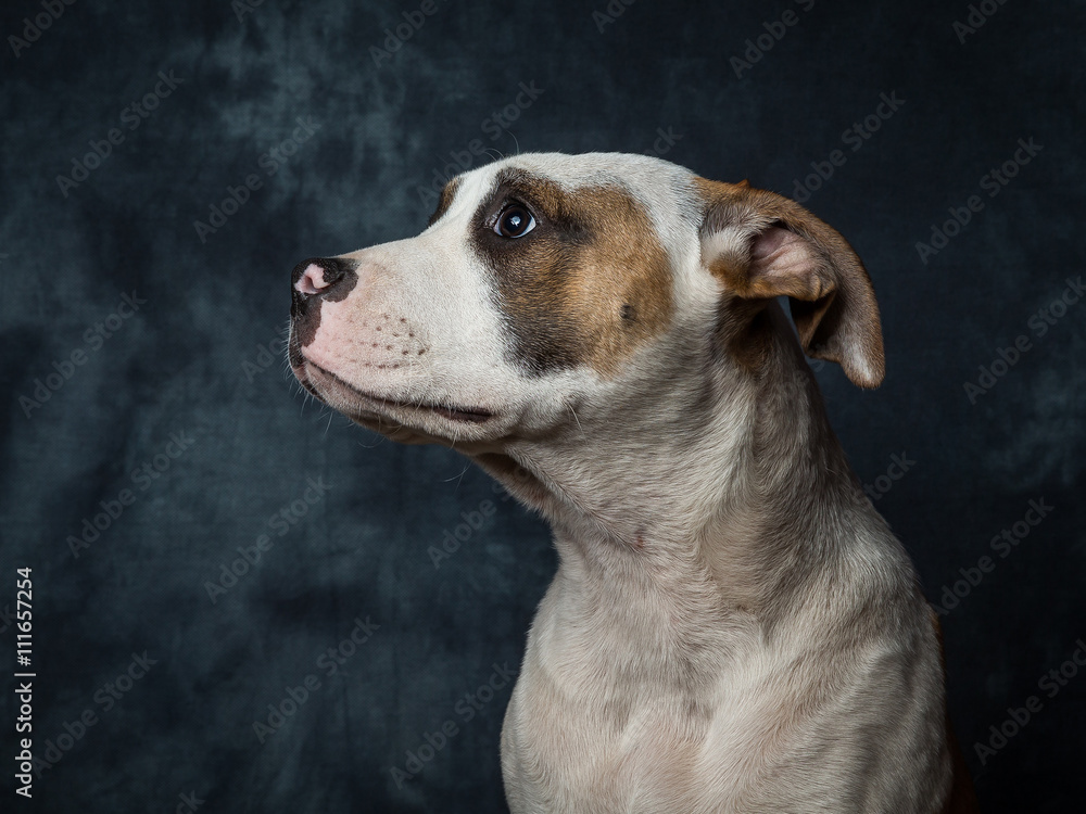 American Bull Dog Puppy