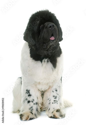 Fototapeta Naklejka Na Ścianę i Meble -  black and white newfoundland dog