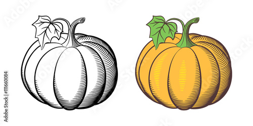 Stylized illustration of pumpkins. Outline and colored version. Isolated on white