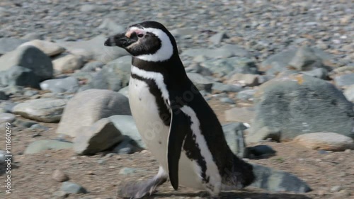 A Magellanic penguin walking on the rocks  at Magdalena Island in Chile