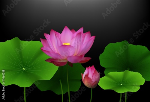 Fototapeta Naklejka Na Ścianę i Meble -  Pink Lotus flower with green leaves on black background